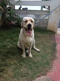 security agency in bangalore